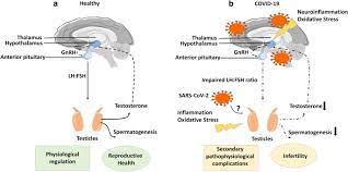 Two types of viral tests can be used: Testicular Atrophy And Hypothalamic Pathology In Covid 19 Possibility Of The Incidence Of Male Infertility And Hpg Axis Abnormalities Springerlink