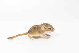 Litter Mongolian Gerbil Desert Rat On White Background Sponsored Gerbil Mongolian Litter Desert Background Ad Animals Images Gerbil Litter