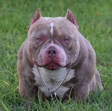 Top Producing Pocket American Bully Micro Bully Stud Venomline American Bully Most Popular Dog Breeds Popular Dog Breeds