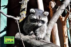 Gradina botanica din galati poarta oficial denumirea complexul muzeal de stiintele naturii rasvan angheluta galati, fiind situata in str. Program Prelungit La Zoo Si GrÄƒdina BotanicÄƒ ViaÅ£a LiberÄƒ GalaÅ£i