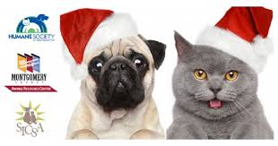 We are currently offering remote adoptions in both los angeles and new york city. Home For The Holidays Pet Adoption Event