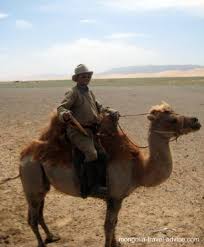 A camel hump contains fat to use as food storage during long desert treks. Mongolia S Gobi Desert Independent Guide