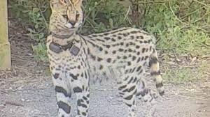 Like most other cats, they are lively and playful. Serval Cat Shot And Killed In Ohio Not Believed To Be Runaway Rocky Obx Today