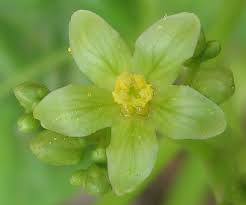 Image result for Jatropha scaposa