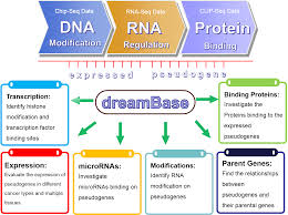 Dreambase Expressed Pseudogene Database In Human Health And