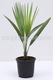 Here are a few palm tree landscaping ideas to help you with your property renovations. Acoelorraphe Wrightii Everglades Palm Buy Seeds At Rarepalmseeds Com