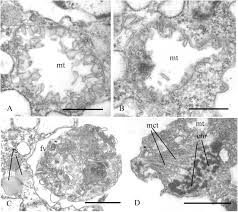 Jangan sampai anda ketinggalan informasi lowongan kerja medan terbaru, masukkan email anda lalu periksa email anda dan berikut ini kami bagikan informasi lowongan kerja terbaru 2020 dari pt danone aqua. Insights Into The Origin Of Metazoan Multicellularity From Predatory Unicellular Relatives Of Animals Biorxiv