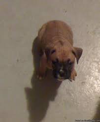 Find your new companion at nextdaypets.com. Full Blooded Boxer Puppies Price 200 For Sale In Mobile Alabama Your City Ads