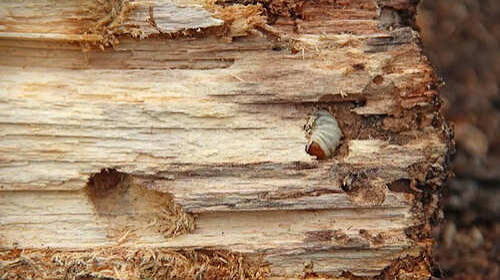 Woodworm alert: 7 signs and prevention tips every UK homeowner should know