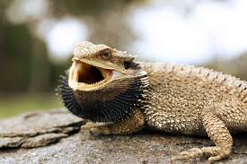 You'll see lots of wiggling and leg movement to get down if it's unsure of you. Bearded Dragon Basking Open Mouth Reptiles Magazine