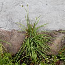 Image result for Nothoscordum borbonicum