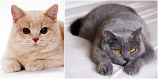 The british blue cat, or the british shorthair blue, is more than what she seems. A Fun Collection Of Facts About British Shorthair Cats Cole Marmalade