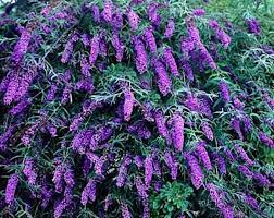 50 Aubrieta Cascade Purple Rock Cress Easy Perennial Etsy Black Knight Butterfly Bush Butterfly Bush Plants