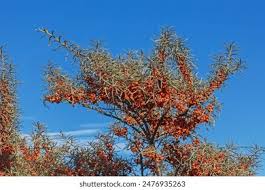 Image result for Phragmanthera cornetii