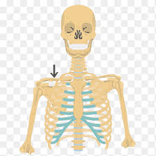 A typical human rib cage consists of 24 ribs, the sternum (with xiphoid process , costal cartilages, and the !2 thoracic vertebrae. Rib Cage Human Skeleton Anatomy Clavicle Skeleton Human Anatomy Png Pngegg