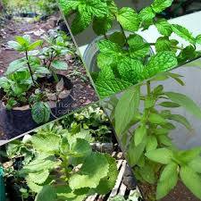 Daunnya panjang (eliptik atau lanseolat), agak keras, berpelepah dan hujungnya tajam (akut). Jual On Sale Paket 4 Tanaman Daun Mint Tanaman Herbal Jenis Super Di Lapak Maria Luciana Bukalapak