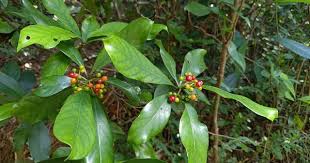 Image result for Psychotria articulata