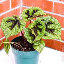 Image result for Begonia meyeri-johannis