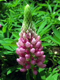 Get it as soon as mon, jun 28. How To Grow Lupin Growing Lupine Flowers Lupin Plant Care