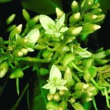 Image result for Xanthocercis zambesiaca