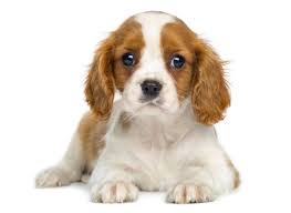 Our dog breeder directory is the ultimate source of listings for breeders in north america. 1 Cavalier King Charles Puppies For Sale In San Jose Ca