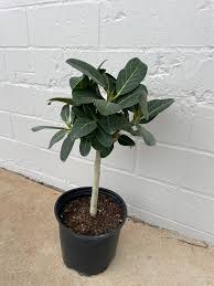 Image result for Ficus ottoniifolia