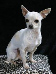 Chihuahua Chihuahua Dogs Dog Breeds White Dog Breeds