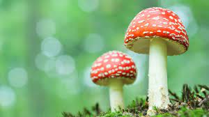 The princess walks in a fairy. Types Of Uk Mushrooms Identification Guide Woodland Trust