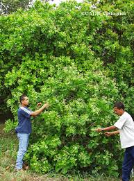 Image result for Anacardium occidentale