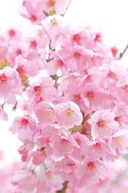 Collection Rose Bijoux En Pierre Semi Precieuse Visitez La Boutique De Bijoux En P Cherry Blossom Wallpaper Blossom Tree Tattoo Cherry Blossom Tree Tattoo