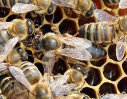 Image result for Queen bee