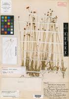 Image result for Mesanthemum africanum