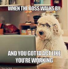 Funny Dog At Work Funny Dog Memes Funny Animal Memes Make Me Laugh Funny Quotes Memes Pictures Funnyanimal Funny Memes About Work Dog Quotes Funny Work Memes