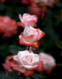 Flowers Rose Love Romantic Pink Plants Nature Beauty Petal Fragrance Red Pikist The lovely job of nature can never ever be contrasted to the fabricated ways of attaining elegance, yet these most whatsapp video status romantic love song status. romantic pink plants nature