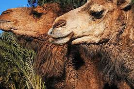 Meaning, pronunciation, synonyms, antonyms, origin, difficulty, usage index and more. Camel Trekking Morocco Find Your Zen Journeys International