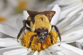 Social bee hives have many bees and each bee has many jobs such as producing combs, nourishing their they exist in hives and produce honey. Top Ten Things You Didn T Know About Bumble Bees Earth Rangers Where Kids Go To Save Animals