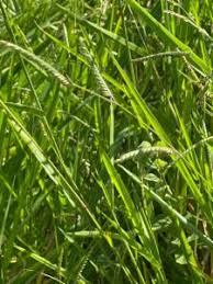 Image result for Urochloa oligotricha