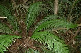 Image result for Blechnum attenuatum