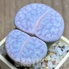 Image result for Macrotyloma stenophyllum