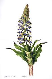 Image result for Disa hircicornis