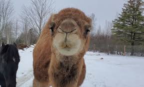 Rama, the world's first cama, finally has some friends to play with. Farm Known For Taking Visitors On Llama Hikes Adds Camel Rides To The Mix Cbc News
