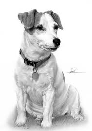 Jack Russell Terrier Black And Brown And White Commission Jack Russell Terrier By Captured In Pencil On Deviantart Pencil Drawing Jack Russell Dog Sketch Canine Art