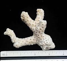 Check spelling or type a new query. Aquarium Decoration White Coral Vintage Coral Natural Etsy Aquarium Decorations White Coral Ocean Decor