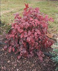 Nana Nandina Small Evergreen Shrub Vivid Green Foliage Turns Brilliant Red For Fall And Winter Very Tough A Small Evergreen Shrubs Shrubs Landscaping Plants