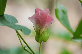 Image result for Astripomoea lachnosperma