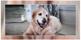How To Take Care Of Your Senior Dog Senior Dog Dogs Beagle Dog Breed