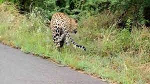 Wild Animals Of South Africa Africa Animals Wild Animals