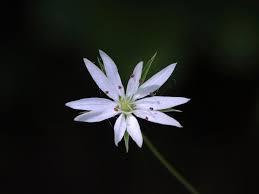 Image result for Stellaria sennii