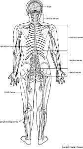 Download pdf worksheet (blank) download pdf worksheet (labeled) overview of nervous system anatomy. Lecture4