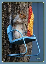i m speechless is this chair just for me explored cute squirrel cute animals squirrel